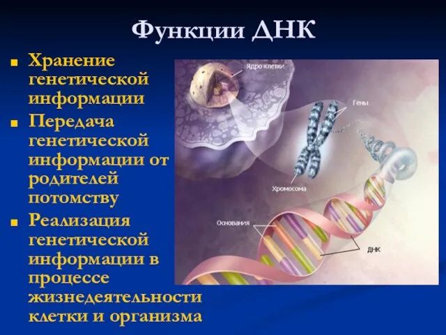 Функции ДНК Хранение генетической информации Передача генетической информации от родителей