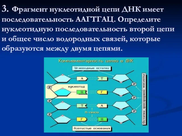 3. Фрагмент нуклеотидной цепи ДНК имеет последовательность ААГТГАЦ. Определите нуклеотидную