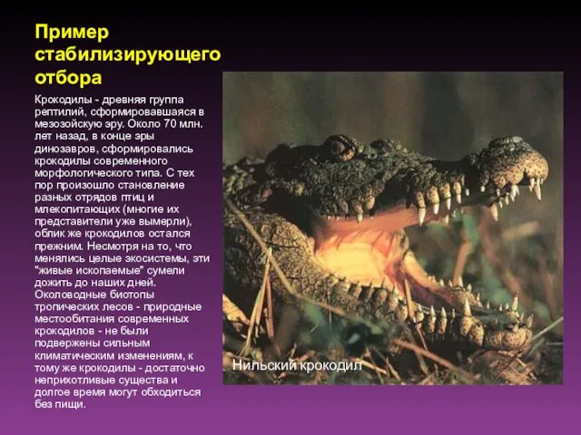 Пример стабилизирующего отбора Крокодилы - древняя группа рептилий, сформировавшаяся в