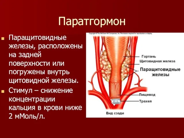 Паратгормон Паращитовидные железы, расположены на задней поверхности или погружены внутрь