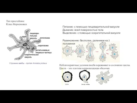 Тип простейшие Класс Корненожки Питание: с помощью пищеварительной вакуоли Дыхание: