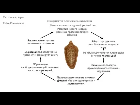 Тип плоские черви Класс Сосальщики Цикл развития печеночного сосальщика Хозяином является крупный рогатый скот