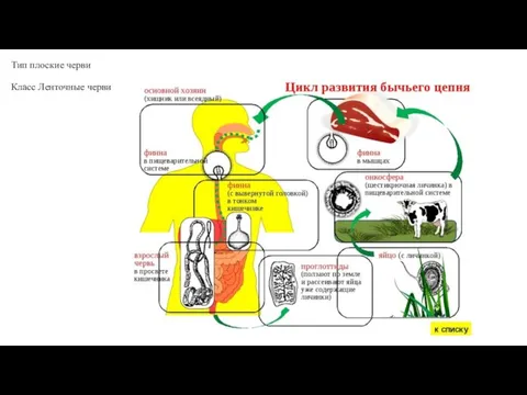 Тип плоские черви Класс Ленточные черви