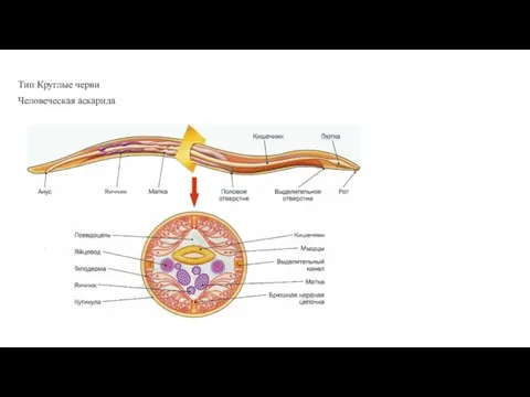 Тип Круглые черви Человеческая аскарида
