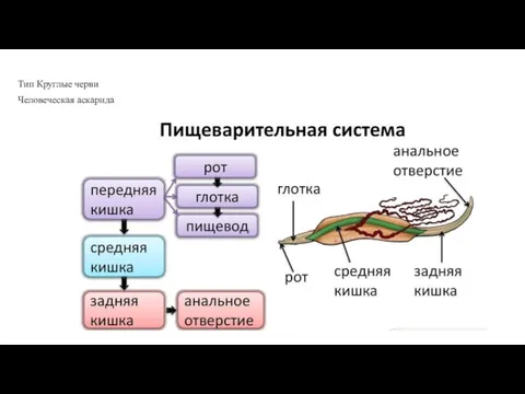 Тип Круглые черви Человеческая аскарида