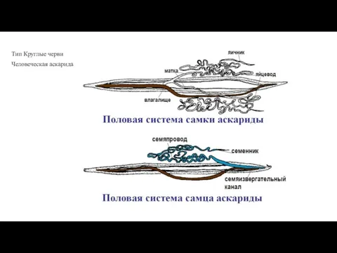 Тип Круглые черви Человеческая аскарида