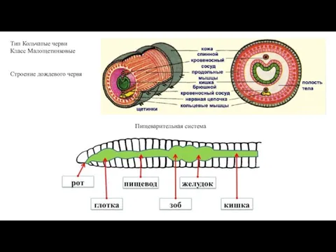 Тип Кольчатые черви Класс Малощетинковые Пищеварительная система Строение дождевого червя