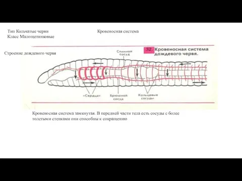 Тип Кольчатые черви Класс Малощетинковые Кровеносная система Кровеносная система замкнутая.