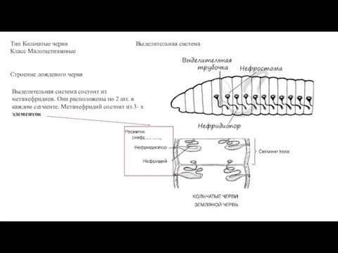 Тип Кольчатые черви Класс Малощетинковые Выделительная система Строение дождевого червя