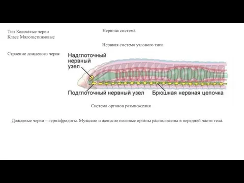 Тип Кольчатые черви Класс Малощетинковые Нервная система Строение дождевого червя