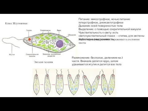 Класс Жгутиковые Эвглена зеленая Питание: миксотрофное, ночью питание гетеротрофное, днем