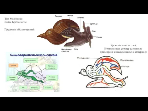 Тип Моллюски Класс Брюхоногие Прудовик обыкновенный Кровеносная система Незамкнутая, сердце