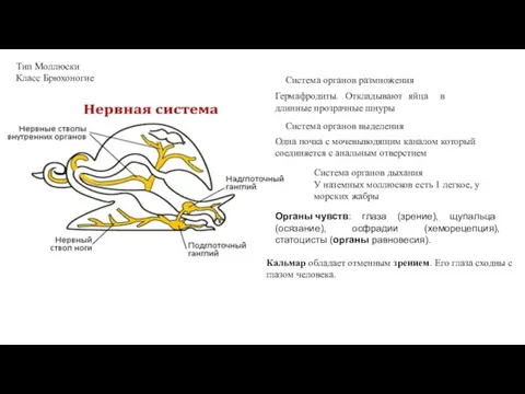 Тип Моллюски Класс Брюхоногие Система органов размножения Гермафродиты. Откладывают яйца