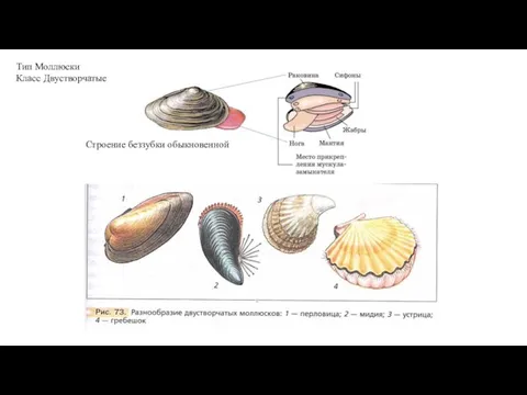 Тип Моллюски Класс Двустворчатые Строение беззубки обыкновенной