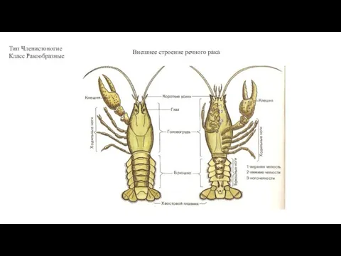 Тип Членистоногие Класс Ракообразные Внешнее строение речного рака