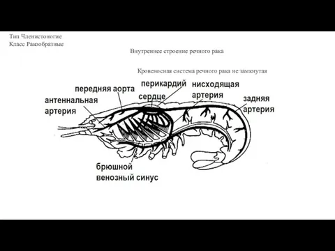 Тип Членистоногие Класс Ракообразные Внутреннее строение речного рака Кровеносная система речного рака не замкнутая