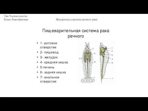 Тип Членистоногие Класс Ракообразные Внутреннее строение речного рака