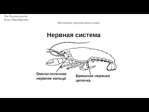 Тип Членистоногие Класс Ракообразные Внутреннее строение речного рака