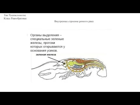 Тип Членистоногие Класс Ракообразные Внутреннее строение речного рака