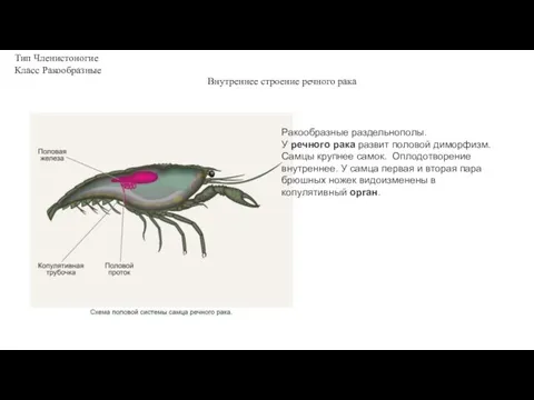 Тип Членистоногие Класс Ракообразные Внутреннее строение речного рака Ракообразные раздельнополы.