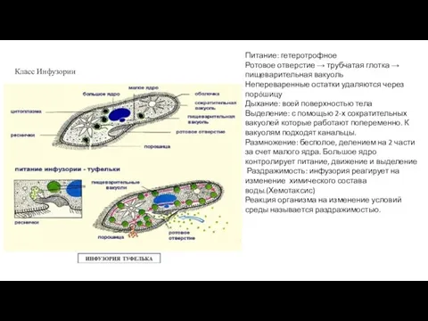 Класс Инфузории Питание: гетеротрофное Ротовое отверстие → трубчатая глотка →