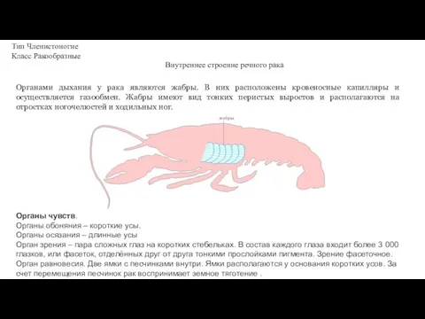 Тип Членистоногие Класс Ракообразные Внутреннее строение речного рака Органами дыхания