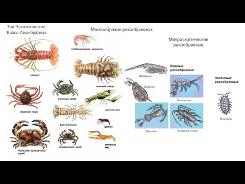 Многообразие ракообразных Микроскопические ракообразные Тип Членистоногие Класс Ракообразные