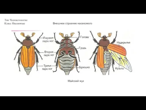 Тип Членистоногие Класс Насекомые Внешнее строение насекомого Майский жук