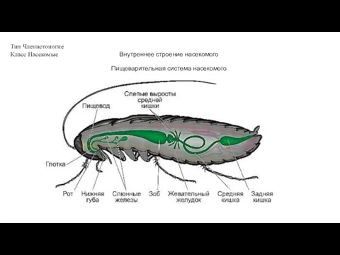 Тип Членистоногие Класс Насекомые Внутреннее строение насекомого Пищеварительная система насекомого