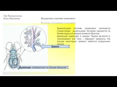 Тип Членистоногие Класс Насекомые Внутреннее строение насекомого Дыхательная система насекомого