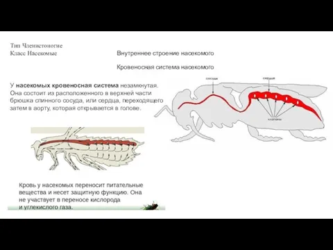 Тип Членистоногие Класс Насекомые Внутреннее строение насекомого Кровеносная система насекомого