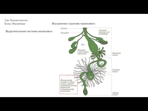 Тип Членистоногие Класс Насекомые Внутреннее строение насекомого Выделительная система насекомого