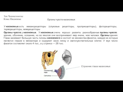 Тип Членистоногие Класс Насекомые Органы чувств насекомых У насекомых есть