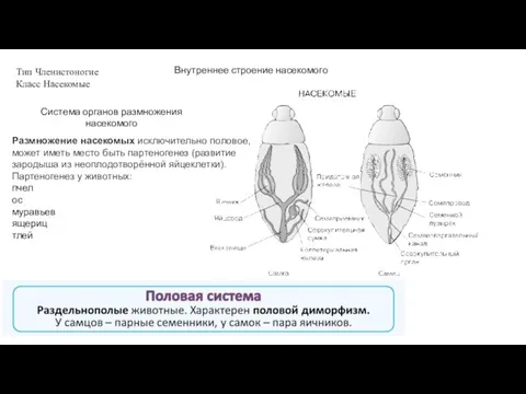 Тип Членистоногие Класс Насекомые Внутреннее строение насекомого Система органов размножения