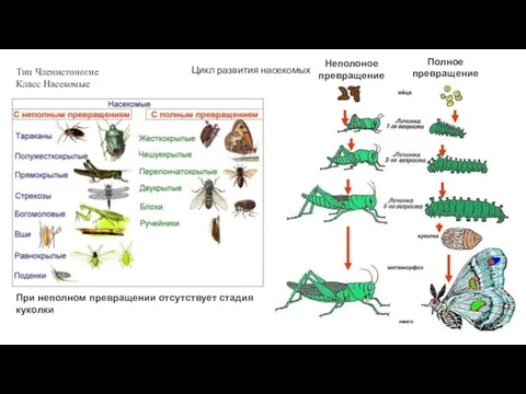 Тип Членистоногие Класс Насекомые Цикл развития насекомых Полное превращение Неполоное