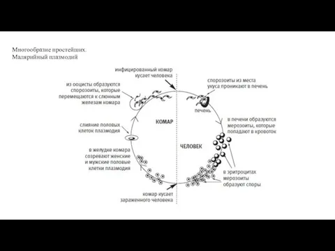 Многообразие простейших. Малярийный плазмодий