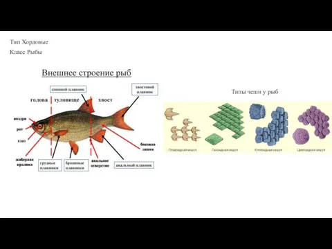 Тип Хордовые Класс Рыбы Типы чеши у рыб
