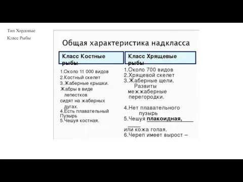 Тип Хордовые Класс Рыбы