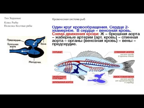 Тип Хордовые Класс Рыбы Подкласс Костные рабы Кровеносная система рыб