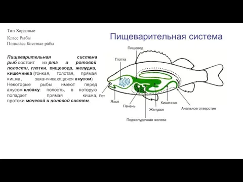 Тип Хордовые Класс Рыбы Подкласс Костные рабы Пищеварительная система рыб