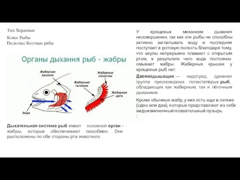 Тип Хордовые Класс Рыбы Подкласс Костные рабы Дыхательная система рыб