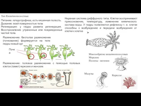 Тип Кишечнополостные Питание: гетеротрофное, есть кишечная полость. Дыхание: всей поверхностью