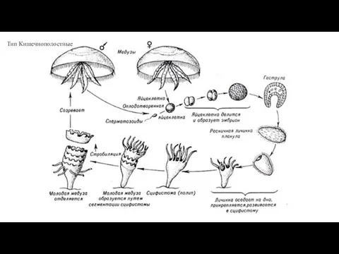 Тип Кишечнополостные