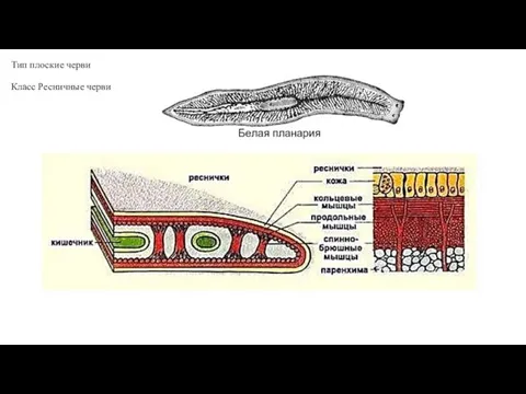 Тип плоские черви Класс Ресничные черви