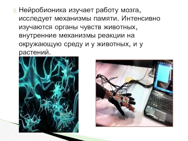 Нейробионика изучает работу мозга, исследует механизмы памяти. Интенсивно изучаются органы чувств животных, внутренние