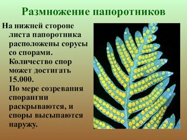 Размножение папоротников На нижней стороне листа папоротника расположены сорусы со