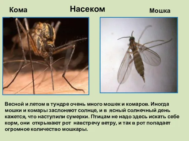 Насекомые Комар Мошка Весной и летом в тундре очень много