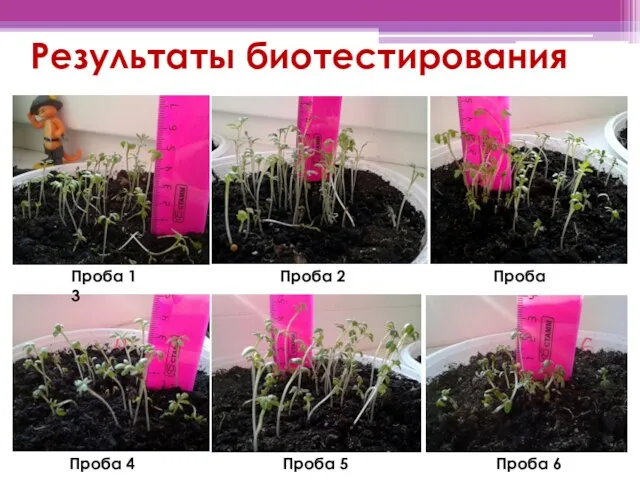 Результаты биотестирования Проба 1 Проба 2 Проба 3 Проба 4 Проба 5 Проба 6