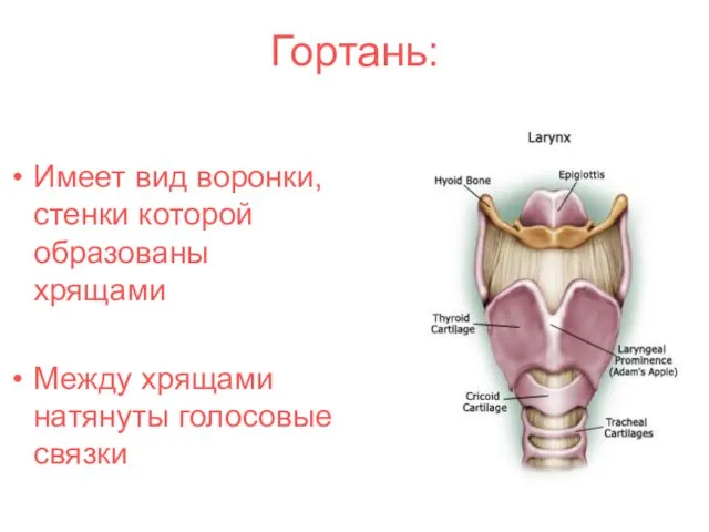 Гортань: Имеет вид воронки, стенки которой образованы хрящами Между хрящами натянуты голосовые связки