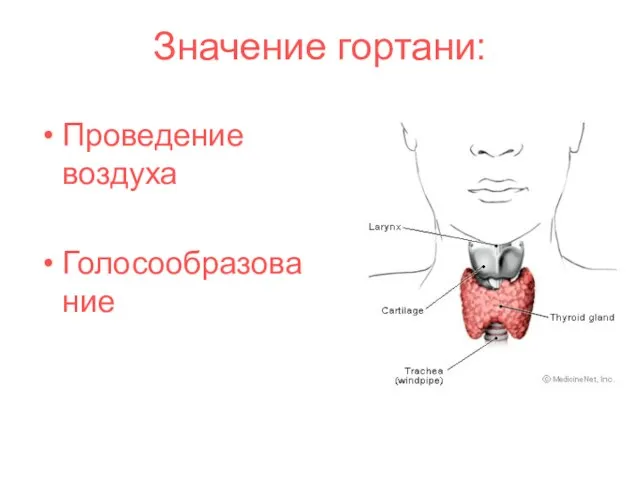 Значение гортани: Проведение воздуха Голосообразование